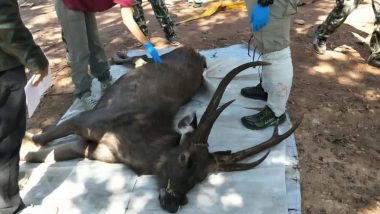 Thai Deer Found Dead With 7kg of Plastic, Underwear and Coffee Sachets in Stomach! (See Pictures)
