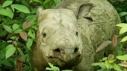 Endangered Indian Rhinoceros Baby Born in Poland&rsquo;s Wroclaw Zoo, Becomes First To Take Birth in Zoo&rsquo;s 155-Year History (Watch Video)