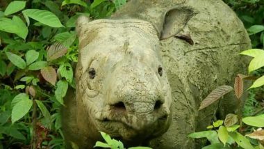 Endangered Indian Rhinoceros Baby Born in Poland’s Wroclaw Zoo, Becomes First To Take Birth in Zoo’s 155-Year History (Watch Video)