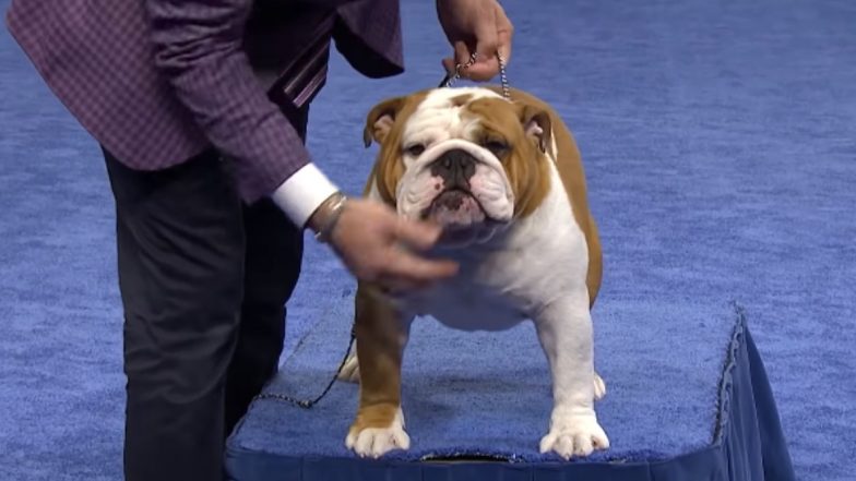 National Dog Show 2019: Thor the Bulldog Wins The 'Best in Show' Title (Watch Video)