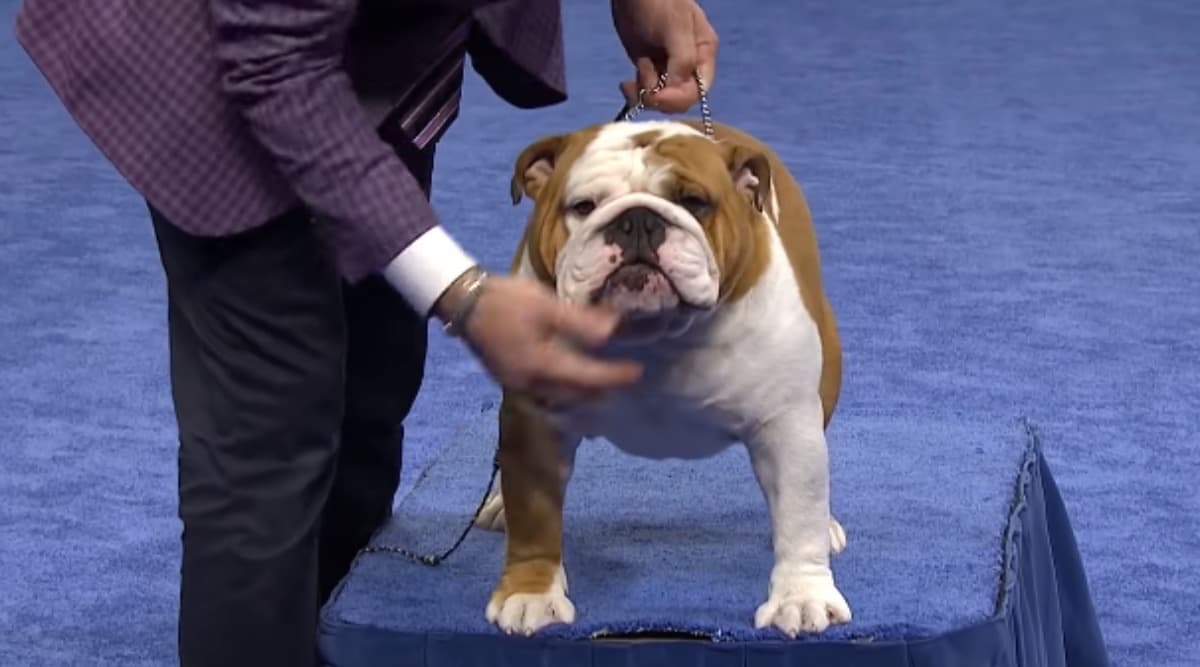 National Dog Show 2019: Thor the Bulldog Wins The 'Best in Show' Title (Watch Video) National Dog Show 2019: Thor the Bulldog Wins The 'Best in Show' Title (Watch Video)