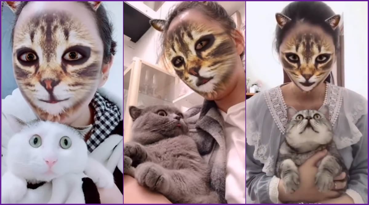 mad cat filter for cats|TikTok Search
