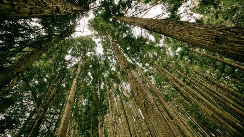 India’s Biggest Man-Made Forest To Come Up in Chhattisgarh’s Nandini on Unproductive Barren Land and Abandoned Mining Belt