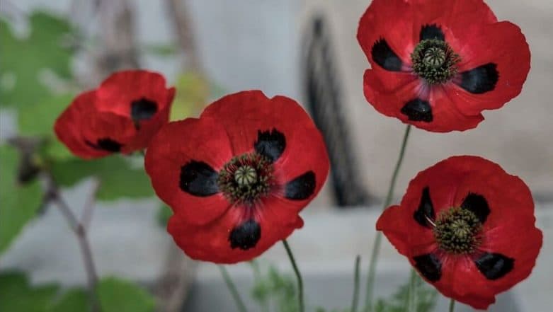 Remembrance Day 2019: History & Significance of the Day Also Known as Armistice Day