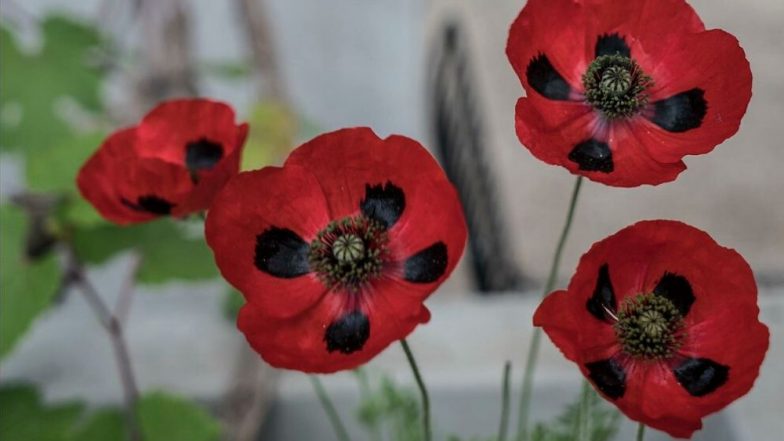 Remembrance Day 2019: History & Significance of the Day Also Known as Armistice Day in Memory of Soldiers Martyred During Wars