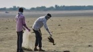 Rajasthan Bird Deaths: Over 4,000 Migratory Birds Found Dead Near Sambhar Lake, Death Toll Shoots to 15,000 Till Now