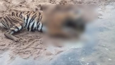 Tiger Found Dead in Dhaba Village in Maharashtra's Chandrapur District