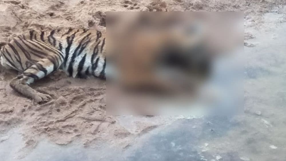 Tiger Found Dead in Dhaba Village in Maharashtra's Chandrapur District Tiger Found Dead in Dhaba Village in Maharashtra's Chandrapur District