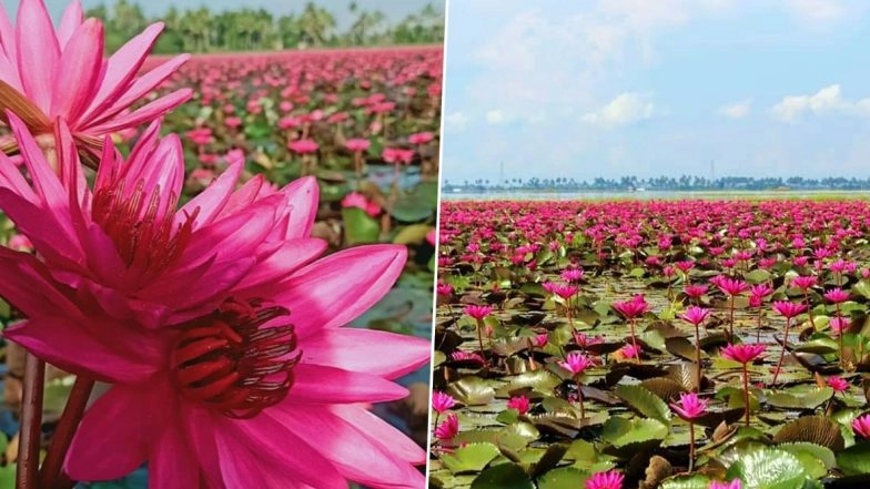 Pink Water Lilies Bloom in 100-Acre Field in Kerala' Kottayam District; Breathtaking Sight Attracts Tourists at Ambattu Kadavu And Malarikkal Village (See Pictures)