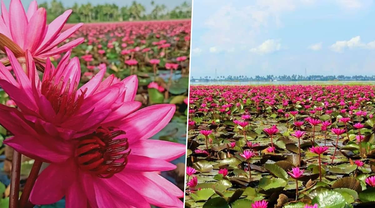 Pink Water Lilies Bloom in 100Acre Field in Kerala