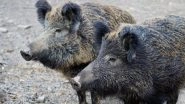 Wild Boars Snort Cocaine Worth &pound;17,000 Hidden in Italian Forest; Drug Dealers Held