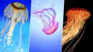 World Jellyfish Day 2019: Types of Jellies Found in the Marine World And Their Characteristics (Watch Videos)