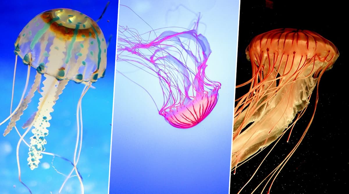 World Jellyfish Day 2019: Types of Jellies Found in the Marine World