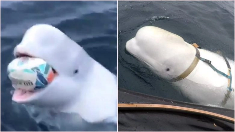 Video of Beluga Whale playing fetch could actually be Russian spy Hvalidimir. 