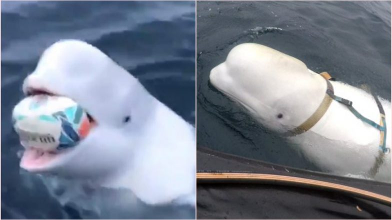 Beluga Whale Playing Fetch With Man at Artic Pole Could Be Russian Spy ‘Hvaldimir’, Claims Viral Twitter Thread