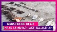 Thousands Of Birds Found Dead Near Rajasthan&rsquo;s Sambhar Lake, Avian Botulism Reason Behind Deaths