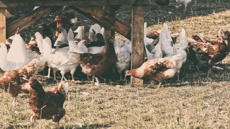 New Zealand Man Bids For Two Hens in an Auction, Ends Up Winning 1000 Accidentally!