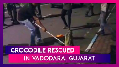 6.5-Foot-Long Crocodile Rescued From Drainage In Vadodara, Gujarat