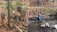 Horny Situation! Two Deer Whose Horns Get Locked While Mating Freed by Hunter With Electric Saw (Watch Video)