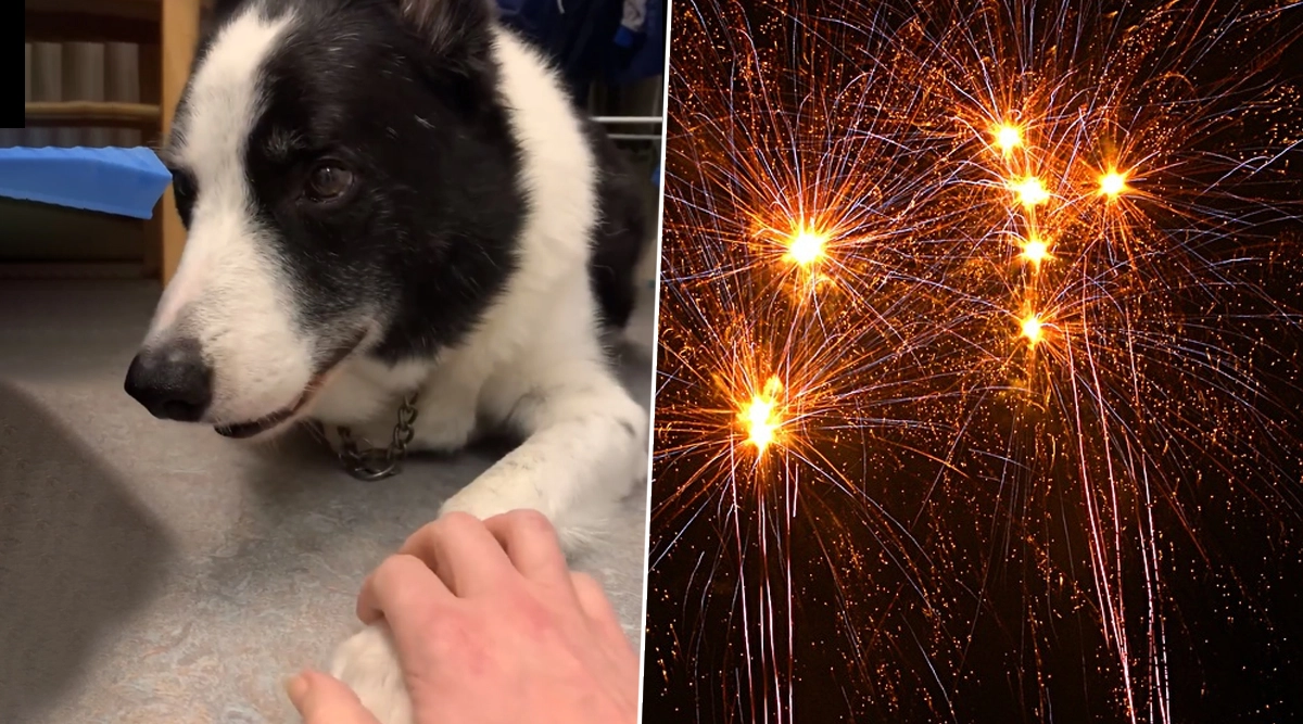 Viral News Video of Dog shivering in fear because of firecrackers
