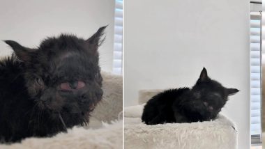 Duo, the Cat Born With Two Faces Is Overcoming the Odds! Tiny Black Kitten Finds Hope in Her Lovely Owner (Watch Video)