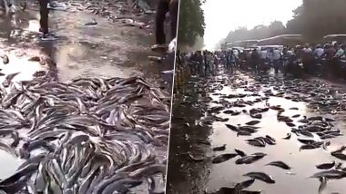Free Fish! Truck Carrying Fish Topples in Kanpur, Locals Rush With Bags and Buckets to Carry Them Home (Watch Viral Video)