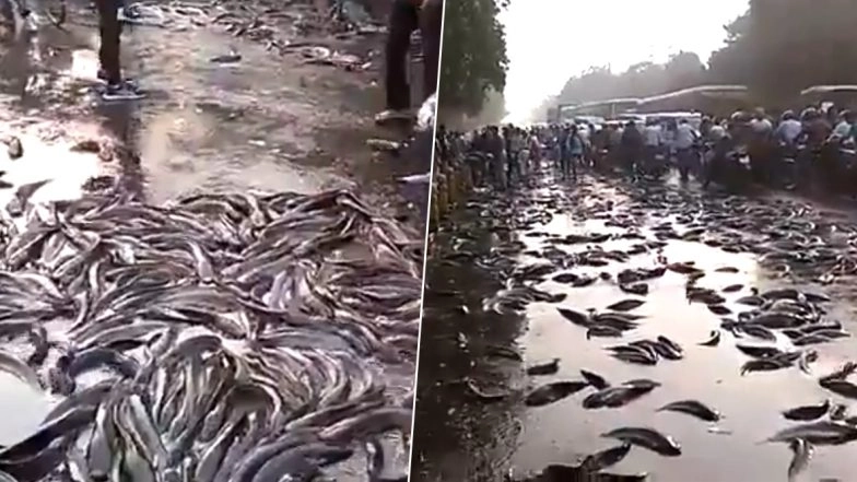 Free Fish! Truck Carrying Fish Topples in Kanpur, Locals Rush With Bags and Buckets to Carry Them Home (Watch Viral Video)