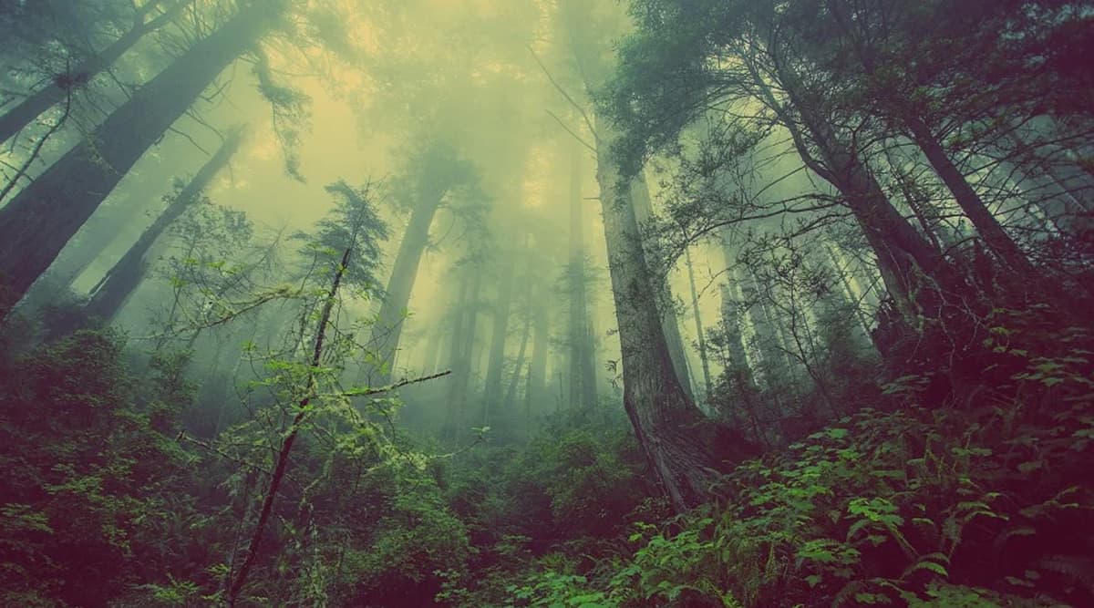 Hunter Records Strange Howl and Screams From Woods in Ontario, Scary Sounds From Viral Videos Leave Experts Clueless Hunter Records Strange Howl and Screams From Woods in Ontario, Scary Sounds From Viral Videos Leave Experts Clueless