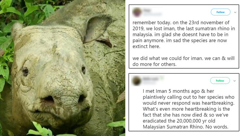 Iman, Malaysia’s Last Known Sumatran Rhino Dies Due to Cancer, Twitterati Mourns (View Pics)