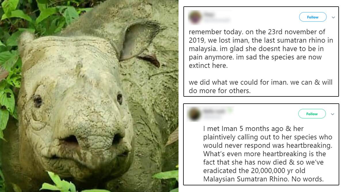 Viral News | Iman, Malaysia's last Sumatran rhino dies. | 👍 LatestLY