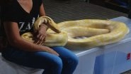 US Woman Found Dead With Dangerous Python Wrapped Around Her Neck in a House Full of 140 Snakes!