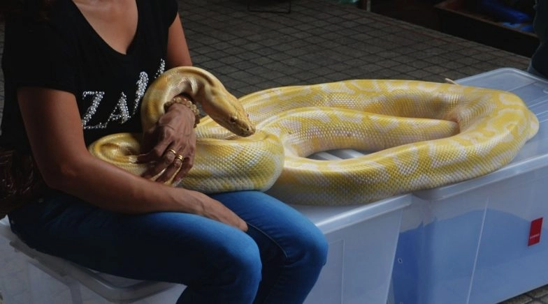 US Woman Found Dead With Dangerous Python Wrapped Around Her Neck in a ...