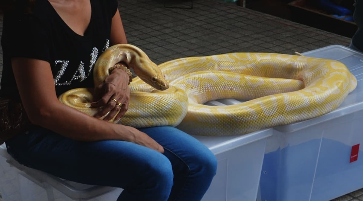 US Woman Found Dead With Dangerous Python Wrapped Around Her Neck in a House Full of 140 Snakes! US Woman Found Dead With Dangerous Python Wrapped Around Her Neck in a House Full of 140 Snakes!