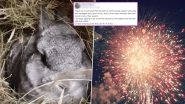 After Puppy Molly, Rabbit Dies of Fright at the Sound of Fireworks; Pet Owners Demand Ban of Crackers on Social Media (Watch Viral Video)