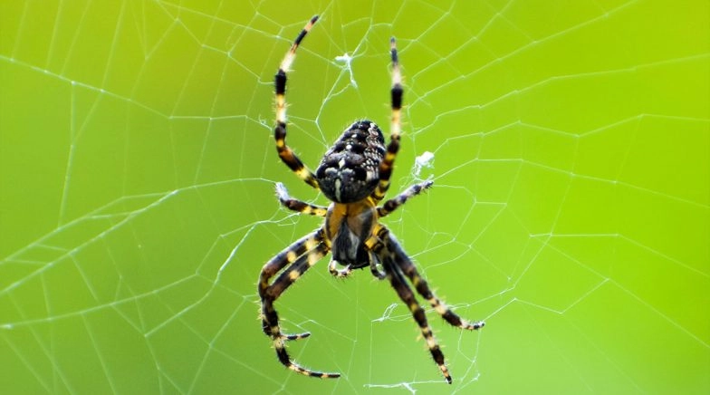 Incest or Insect? The word gets a New Meaning as 'Family Sex' in This Creepy Instagram Chat