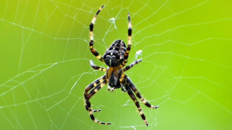 Insect Gets New Meaning as 'Family Sex' in This Creepy Instagram Chat That is Going Viral and Twitterati as Usual, is Coming up with Funny Memes and Jokes