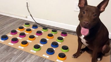 Smart Dog Stella Is Instagram’s Favourite As the Pet Learns to Talk in Sentences Using Custom Keyboard, View Pics and Videos
