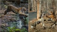 Anil Kumble Shares Rare Pics of Maya the Tigress Ferociously Fighting Another Tigress to Protect Her Territory at Maharashtra&rsquo;s Tadoba National Park