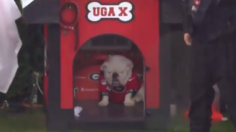 PETA Under Fire Again! Animal Rights Organisation Asks for Georgia University’s Football Mascot Dog Uga’s Retirement but Fans Don’t Agree