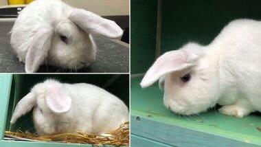 Wonky, the ‘Unicorn Bunny’ Has Now Been Reserved After His Cute Pictures Take Over Social Media! Netizens Remember Narwhal