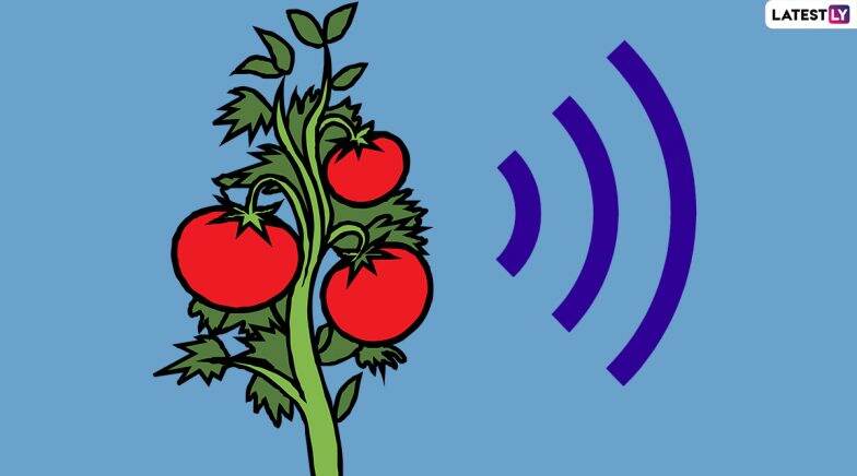 Do Plants Feel Pain? Plants Make Ultrasonic 'Scream' When in Stress or Pain