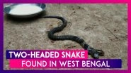 Two-Headed Snake Found In West Bengal&rsquo;s Belda