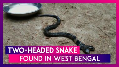 Two-Headed Snake Found In West Bengal’s Belda