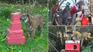 London Zoo Animals Receive Their Christmas Presents Early! Heart-Warming Pics and Videos Go Viral