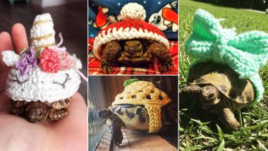 Tortoises Wearing Crochet Sweaters Go Viral on Instagram! Here Are Pictures to Warm Your Heart This Winter