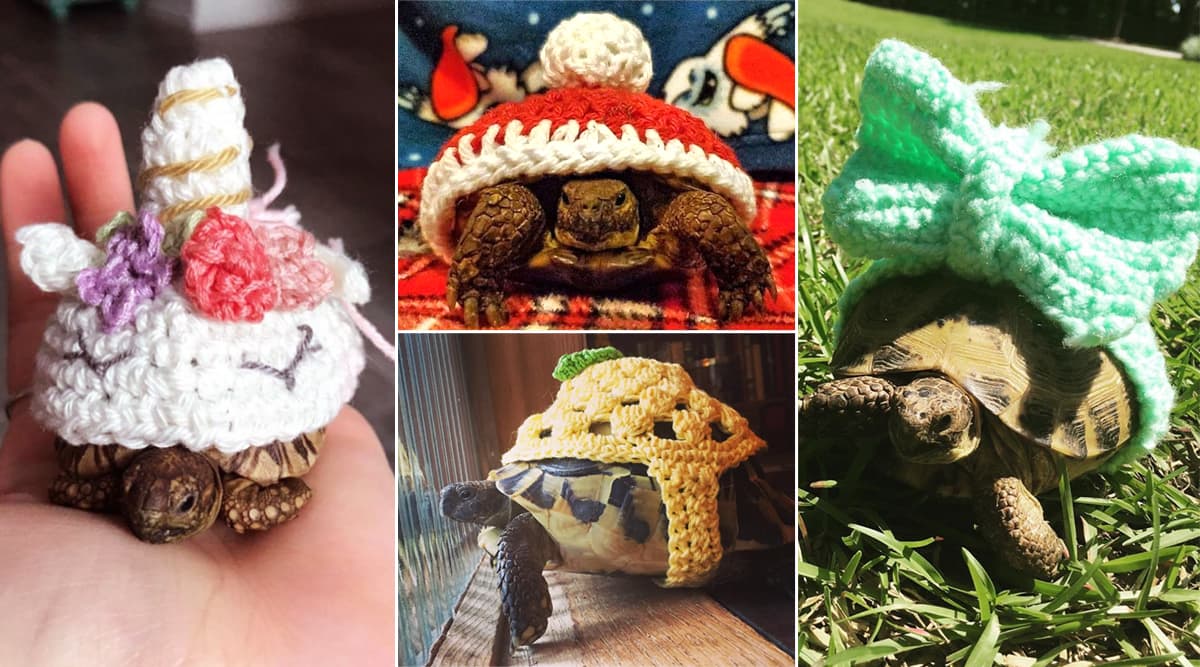 Tortoises Wearing Crochet Sweaters Go Viral on Instagram! Here Are Pictures to Warm Your Heart This Winter Tortoises Wearing Crochet Sweaters Go Viral on Instagram! Here Are Pictures to Warm Your Heart This Winter