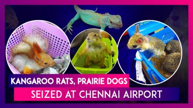 Chennai: Kangaroo Rats, Prairie Dogs & Other Reptiles Seized By Custom Officials At The Airport