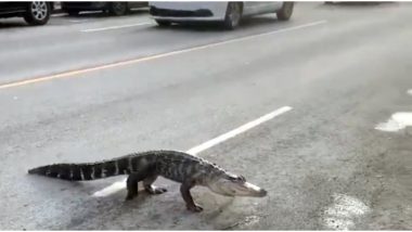 Video of Alligator Slowly Crossing Road in Montreal Leaves Twitterati in Splits