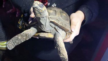'Angry' Tortoise Accidentally Sets Home on Fire in England on Christmas! (View Pic)