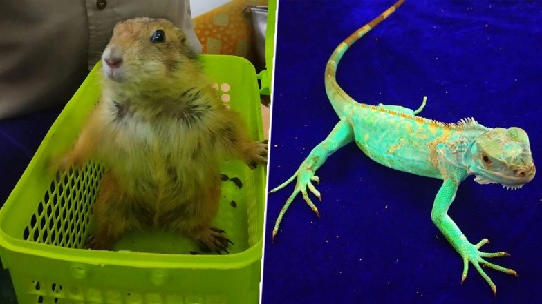 Tamil Nadu: Kangaroo Rats, Prairie Dogs, Red Squirrel and Iguana Lizards Smuggled From Bangkok Seized From a Passenger at Chennai Airport